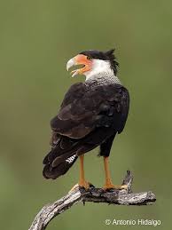 Birds Of Prey Central Florida Aves Rapaces De Mexico Pet Birds Birds Of Prey Bird Pictures