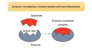 Enzymes: Introduction, Enzyme activity and work Mechanism