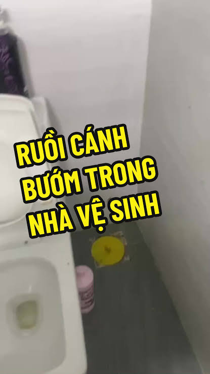 Ruồi cánh bướm trong nhà vệ sinh, nguyên nhân và cách xử lý triệt để 