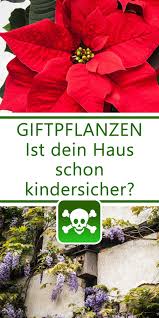 Wer diese bestandteile der kartoffel isst, muss mit bauchschmerzen und übelkeit rechnen. Giftige Pflanzen Fur Kinder In Haus Und Garten