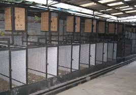 Outdoor Bird Aviary For Sale Uk Breeding Box For Lovebirds Google Search Bird Aviary Chickens Backyard Large Bird Cages