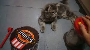 Makanan kucing royal canin dan proplan. Proplan Mix Royal Canin Boleh Gak Mix Makanan Kucing Youtube