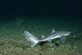 Atlantic Spiny Dogfish Noaa Fisheries