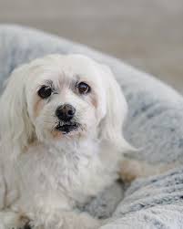 Little Paws Pet Sitting LLC...