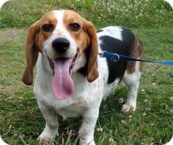 Basset hound a sturdy hunting dog of a breed with a long body, short legs, and big ears mild, never sharp or timid. Spring Valley Ny Basset Hound Meet Harry A Pet For Adoption