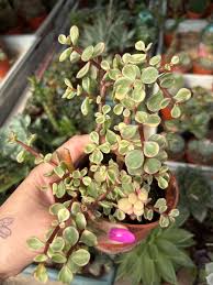 Image result for Nananthus aloides