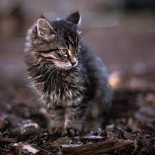 double tap tekir kediler warrior cats guzel kediler