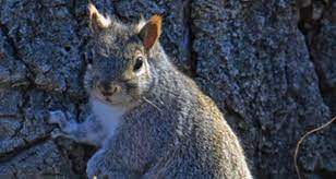 What Do Squirrels Do In Winter Lincoln Park Zoo