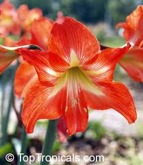 Image result for Hippeastrum sp. cultivars