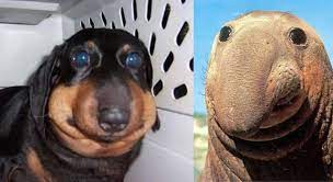 Most of the time, bee and wasp stings will only cause minor pain and irritation for your dog. Don T Let Your Dog Eat Bees Dog Bee Sting Your Dog Dogs