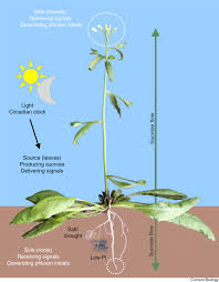 A typical example of sclerenchyma cells in plants is fiber. The Phloem As A Mediator Of Plant Growth Plasticity Sciencedirect