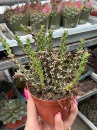 Image result for Euphorbia schinzii