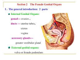 Female internal genital organs and urethra. Section 2 The Female Genital Organs Ppt Download