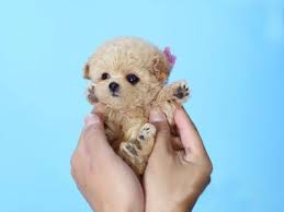 Micro Poodle For Sale Tiny Teacup Poodle For Adoption Teacup Poodle Puppies Micro Poodle Poodle Puppies For Sale