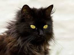 For long haired cats, the hair goes well past the shoulders. Black Cat Breeds With Yellow Eyes Long Haired