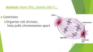 Organizing the centrioles and their microtubules during cell division. Plant Animal Cells Microscope Lab Day Ppt Download