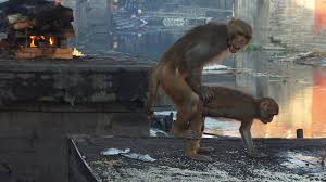 سكس حيوانات مع بعض