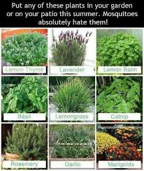 Comment choisir son anti moustique ? Anti Moustique Amenagement Jardin Idees De Jardinage Idees Jardin