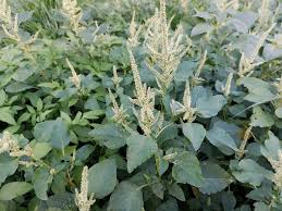 Image result for Amaranthus spinosus