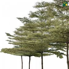 Image result for Terminalia griffithsiana