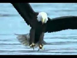 Gambar burung elang menyambar mangsa. Burung Elang Memangsa Ikan Paus Youtube