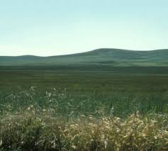 Caltrop family (zygophyllaceae) reasons for concern: Washington State Noxious Weed Control Board