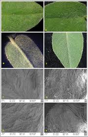 Image result for Indigofera sp.nov. aff. I chimanimaniensis