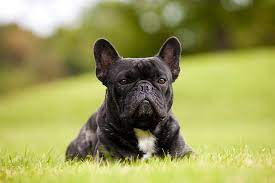 French bulldog information including personality, history, grooming, pictures, videos, and the akc breed standard. French Bulldog Dog Breed Information