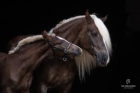 Jump to navigation jump to search. Schwarzwalder Kaltblut Horse Forgotten Horses By The Pixel Nomad