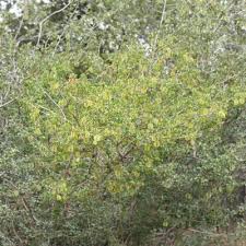 Image result for Combretum engleri