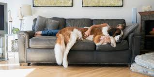 The term couch comes from the french word coucher, which means to lie down. this definition does coincide with the way the term is usually used, which is a tad more casual than sofa. they're readily interchangeable, but i call everything a sofa because i've been in the industry for so long, says skip rumley, the. Is The Thing You Sit On In Your Living Room Called A Sofa Or A Couch