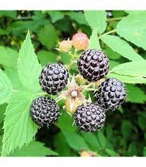 Image result for Rubus iringanus