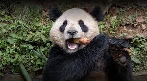 Image result for pandas