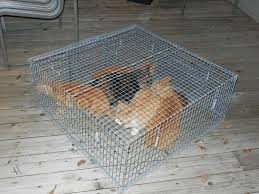 Compared to a normal box trap, cats are not as wary of going in and so don't need to be as hungry. Drop Trap Cat Traps Feral Cats Cats
