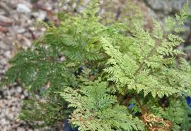 Image result for Lastreopsis