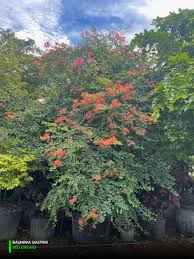 Image result for Bauhinia galpinii
