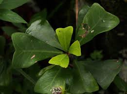 Image result for Ficus craterostoma