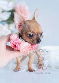 Answers To Your Toughest Dog Related Questions Are Here Check Out This Great Article Teacup Chihuahua Puppies Chihuahua Puppies Chihuahua Puppies For Sale