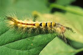 In addition, there are also fine white tufts of setae along the sides. What Insect Is This Garden University Of Minnesota Extension