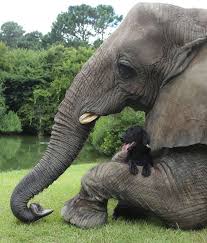 Pin On Cutest Things Ever