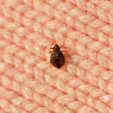 Image result for bed bugs
