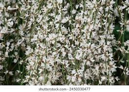 Image result for Retama monosperma