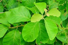 Daun ketapang biasa tumbuh di tepi pantai (terminalia catappa). Yuk Kenali 5 Daun Pembungkus Tempe Selain Daun Pisang