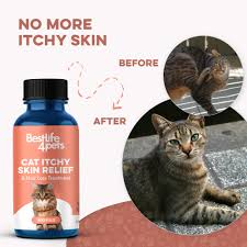 Image result for Feline Miliary Dermatitis