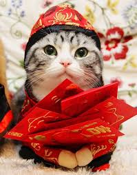 Chinese New Year Cat Costume Cat Day Cats Pet Holiday