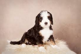 The miniature bernedoodles is a combination of crossing a miniature poodle & a bernese mountain dog which results in a smaller bernedoodles. Bernedoodles Cedar Creek Bernedoodles Aussiedoodles