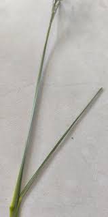 Image result for Eragrostis patula