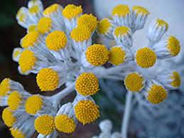 Maybe you would like to learn more about one of these? Dusty Miller 15 Seeds Perennial Senecio Cineraria Silver Leaf Yellow Flowers Amazon De Garden