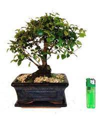Extensively grown in china for use as bonsai, sageretias are evergreen in milder climates but become deciduous in temperate zones when exposed to the cold of winter. Sa15 Chinese Bird Plum Flowering Indoor Bonsai Tree With Ceramic Drip Tray By Hoksia Bonsai Http Www Amazo Indoor Flowers Indoor Bonsai Tree Indoor Bonsai