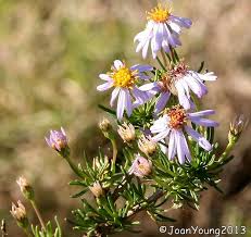 Image result for Felicia muricata